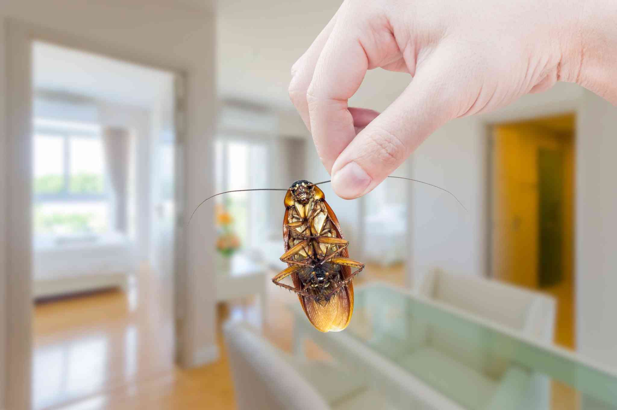 Coût et responsabilités d’un traitement contre les insectes