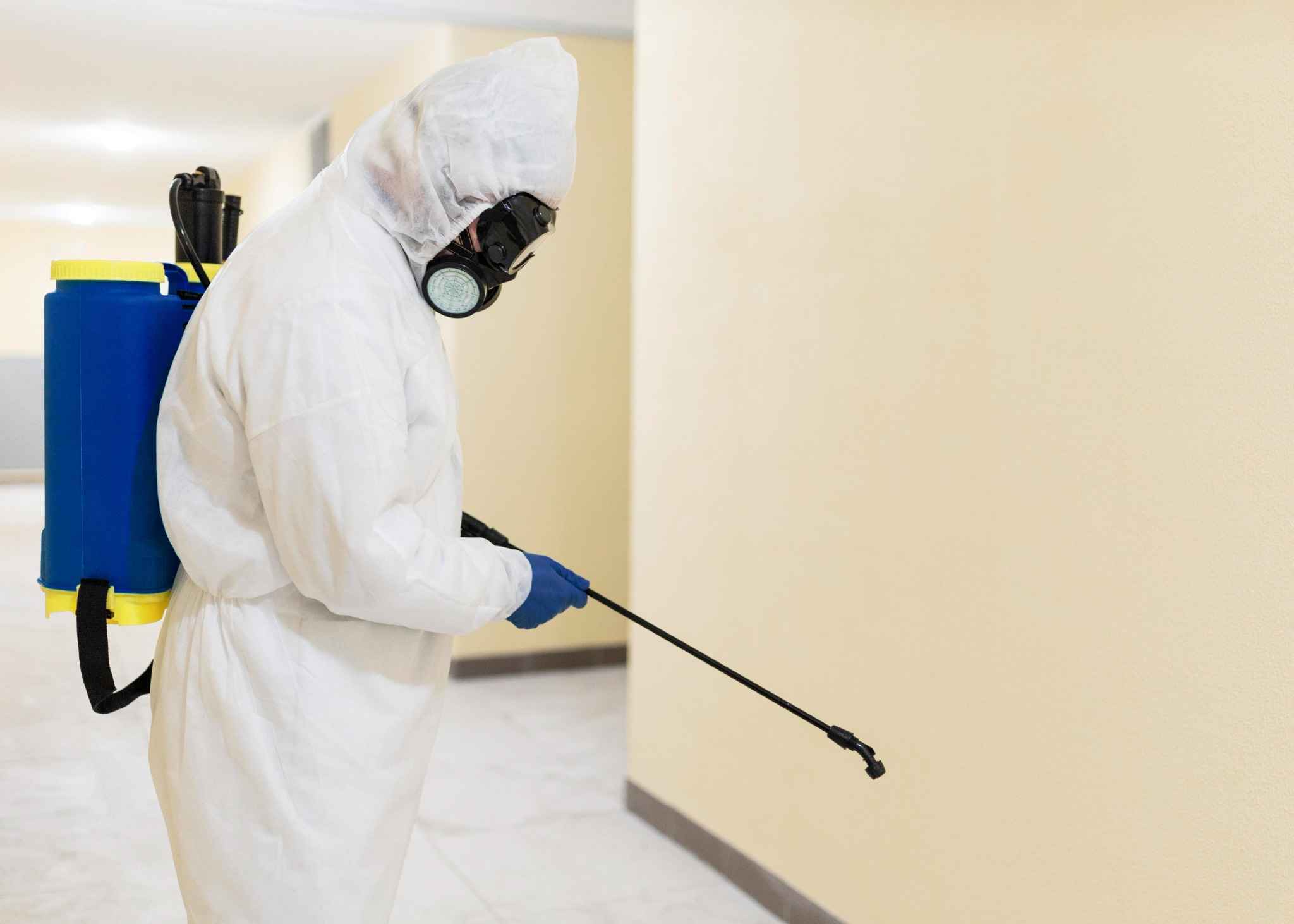 Les traitements anti-termites : solutions professionnelles et alternatives naturelles
