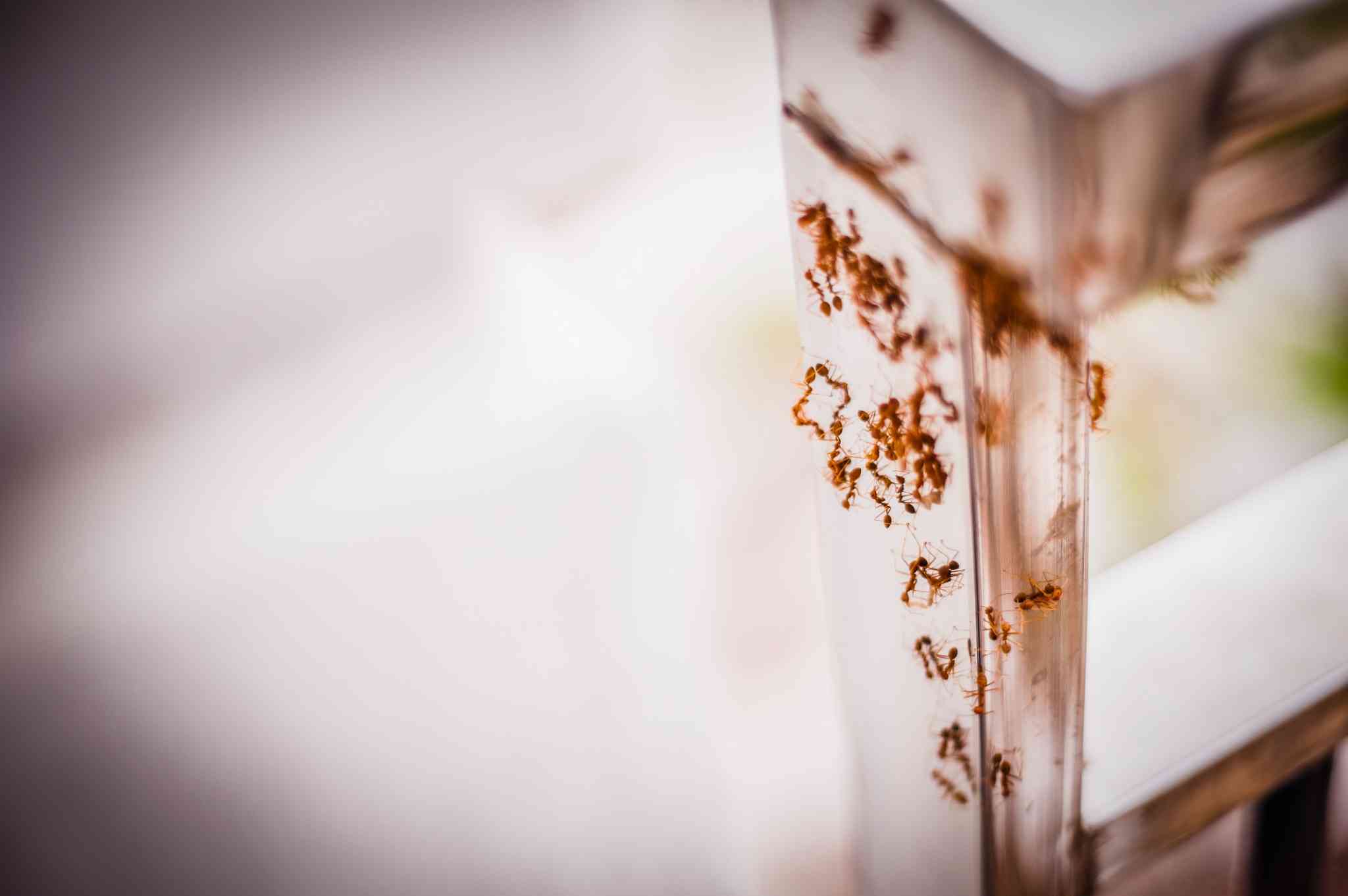 Termites et transactions immobilières : vendre ou acheter un bien infesté